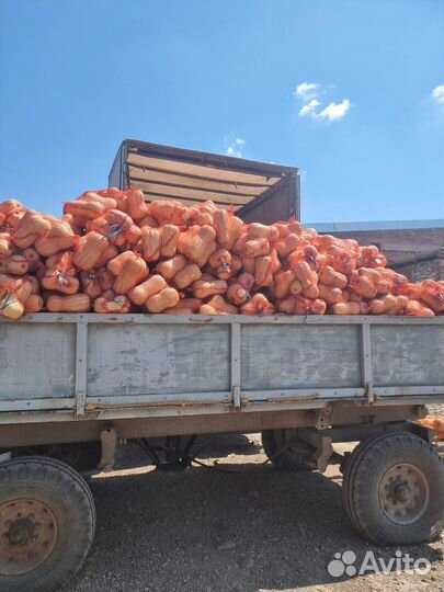 Тыква Матильда