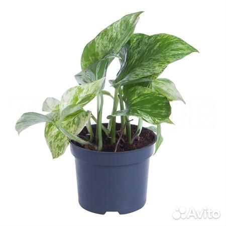 Высокие комнатные растения