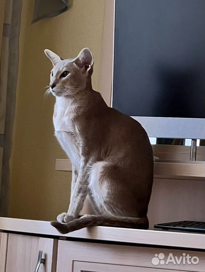 Ориентальный котёнок