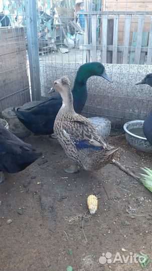 Курочки молодки несушки,есть брамма,кохинхины