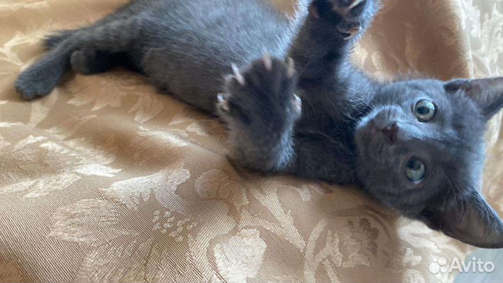 Котёнок дымка