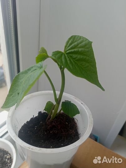 Рассада батата