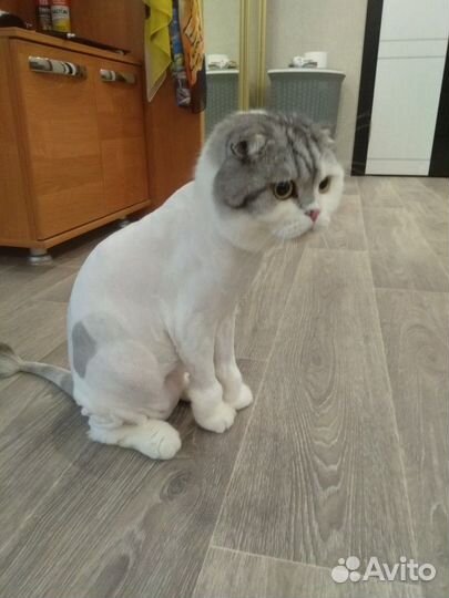 Стрижка кошек на дому