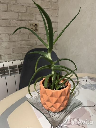 Алоэ столетник бесплатно