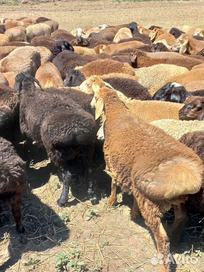 Бараны гиссарские