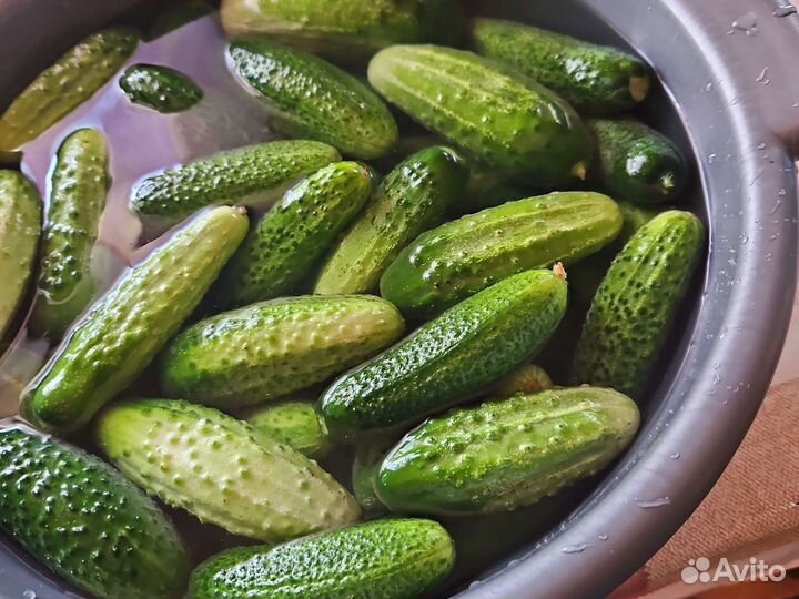 Огурцы свежие