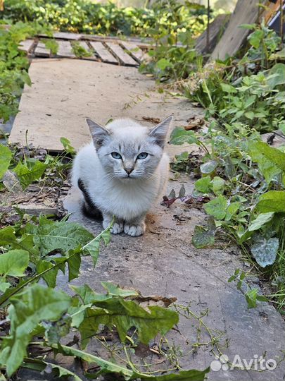 Котик ищет дом Замерзает на улице