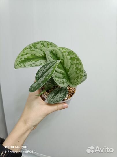 Сциндапсус пиктус экзотика