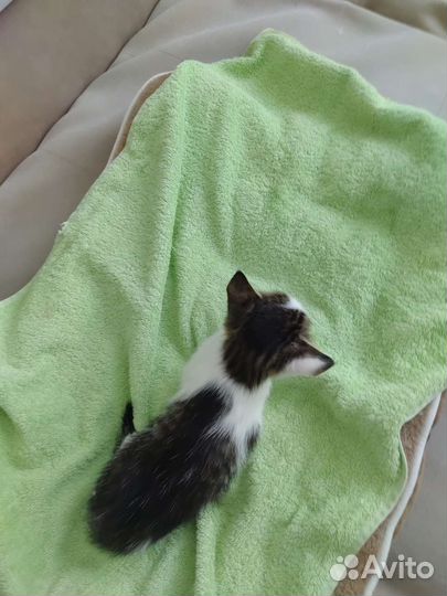 Котенок мальчик 1,5 мес