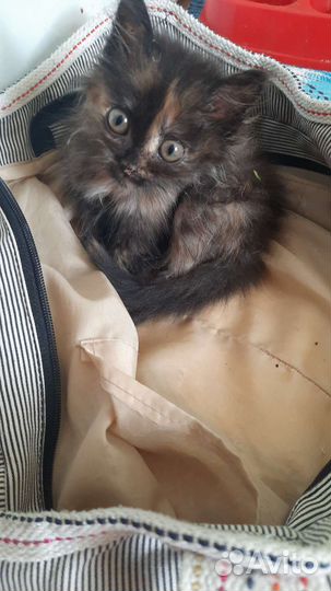 Трехцветный котенок девочка