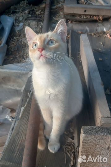 Отдам кота в добрые руки
