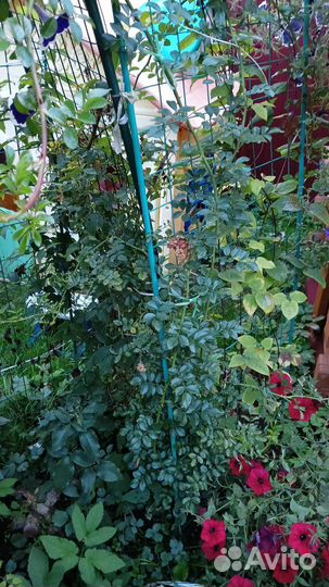 Роза плетистая Эксцельза