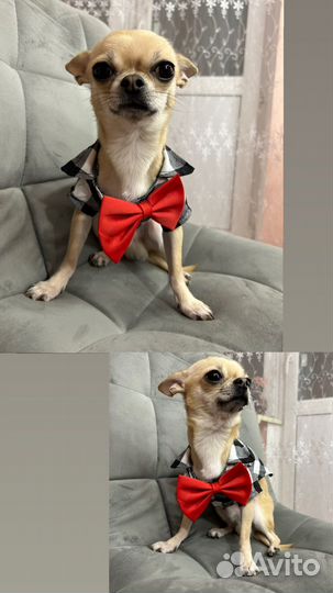 Вязка кобель чихуахуа