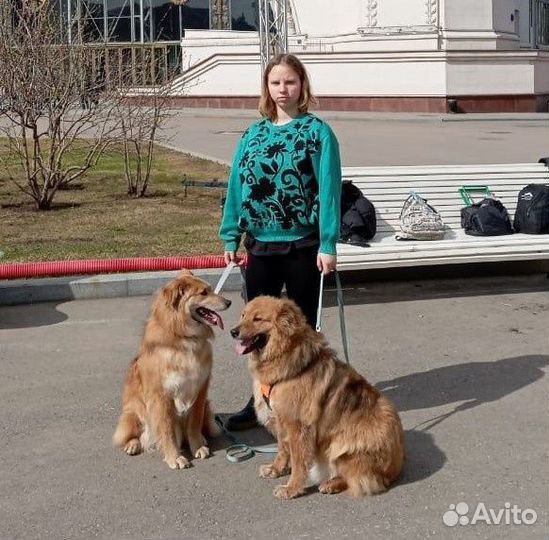 Передержка животных