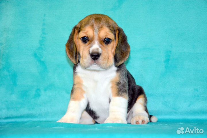 Щенки Бигля