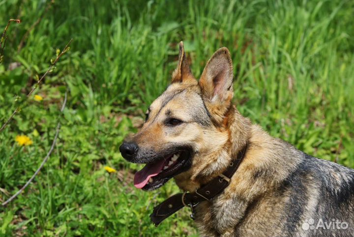 Бетта метис овчарки