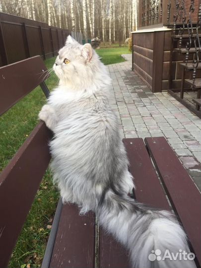 Персидская шиншилла