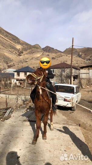 Лошадь жеребец