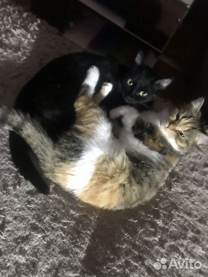 Кошки в добрые руки
