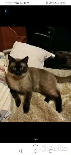 Продам котят, 1 мес, тайские, 3 кота, 4 девочки