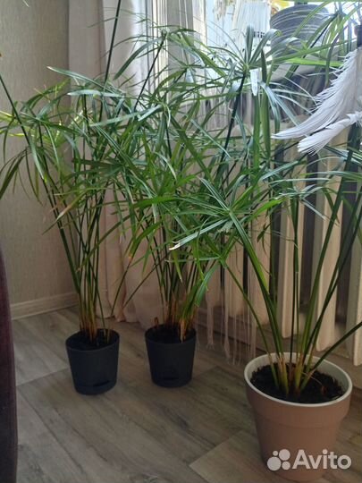 Комнатные цветы циперус