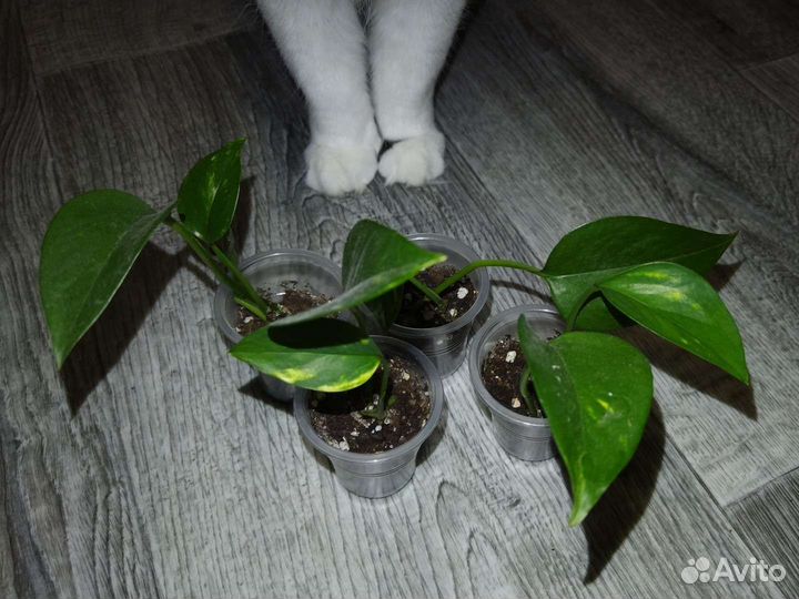 Эпипремнум