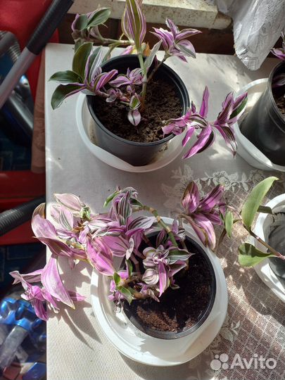 Традесканция