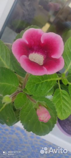 Глоксиния цветущая