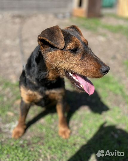 Щенки ягдтерьера