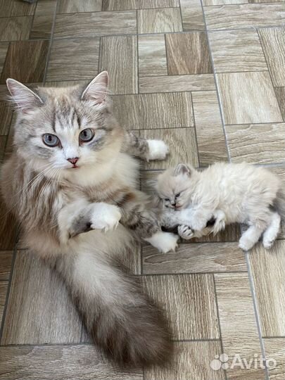 Невская маскарадная