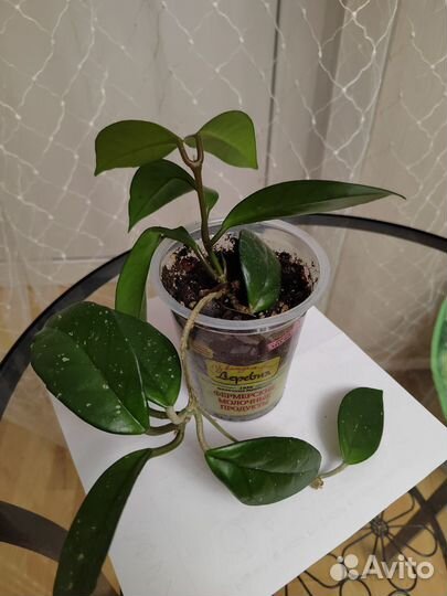 Домашние цветы