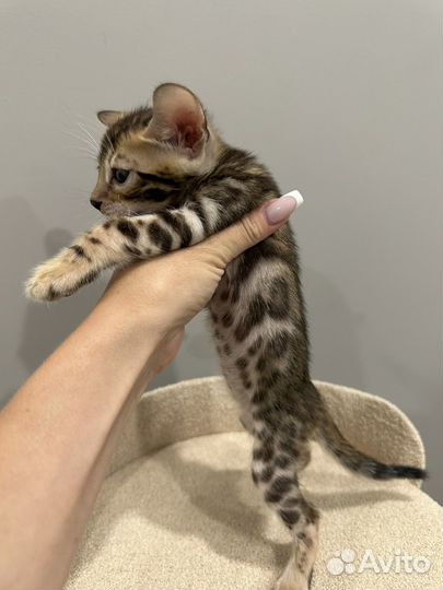 Бенгалькие котята