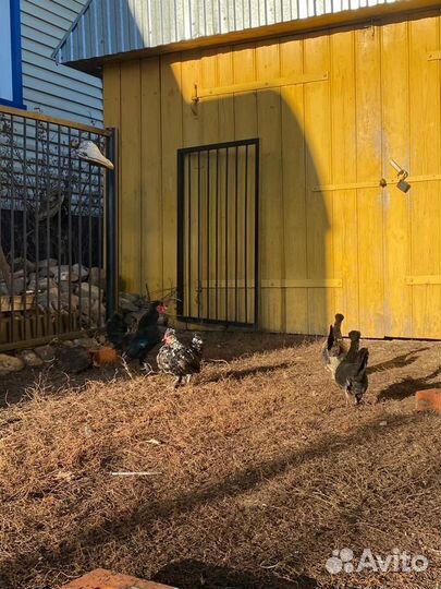 Декоративные куры