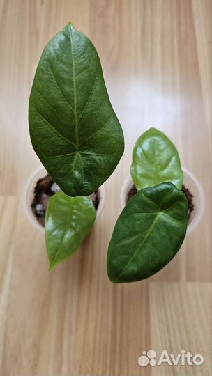 Алоказия Коразон