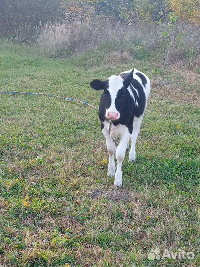 Тёлка голштинка