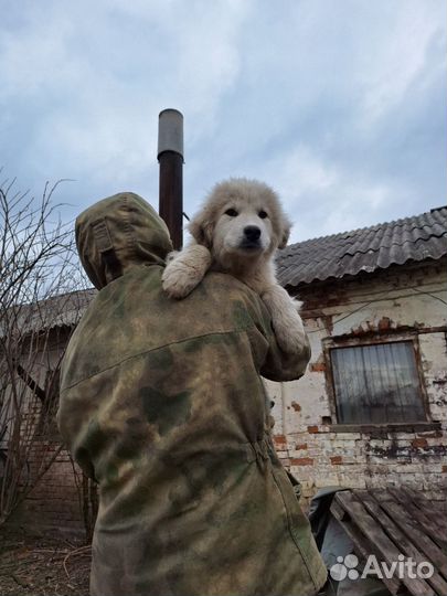 Щенки Пиренейской горной собаки