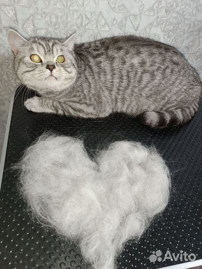 Грумер / Экспресс линька /комплекс, стрижка