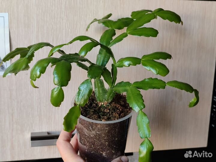 Комнатные растения