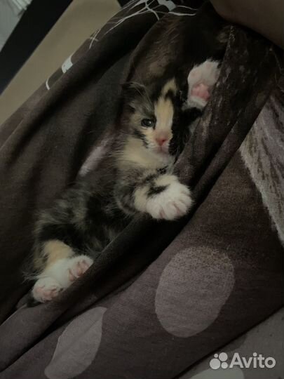 Кошечка в добрые и заботливые руки