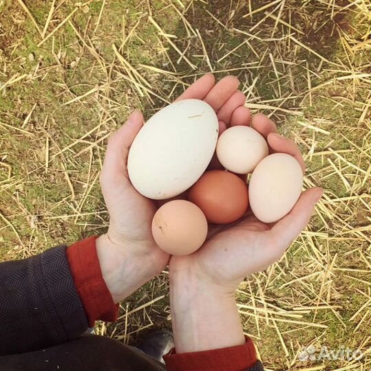 Яйцо гусиное