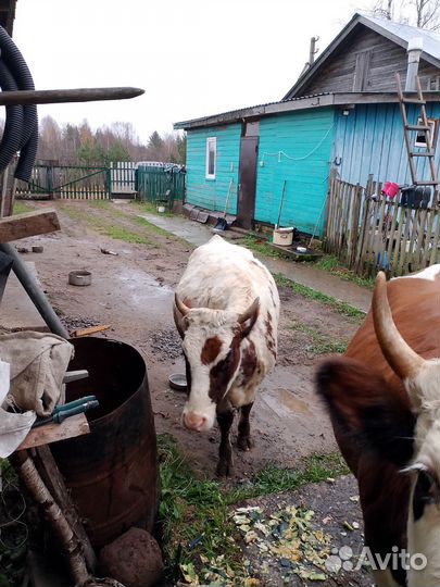 Айширская нетель