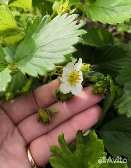 Саженцы крупной клубники земляники окс