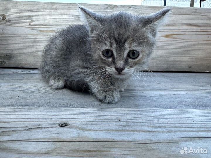 Котенок, девочка 1,5 месяца