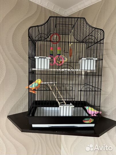 Попугай и клетка