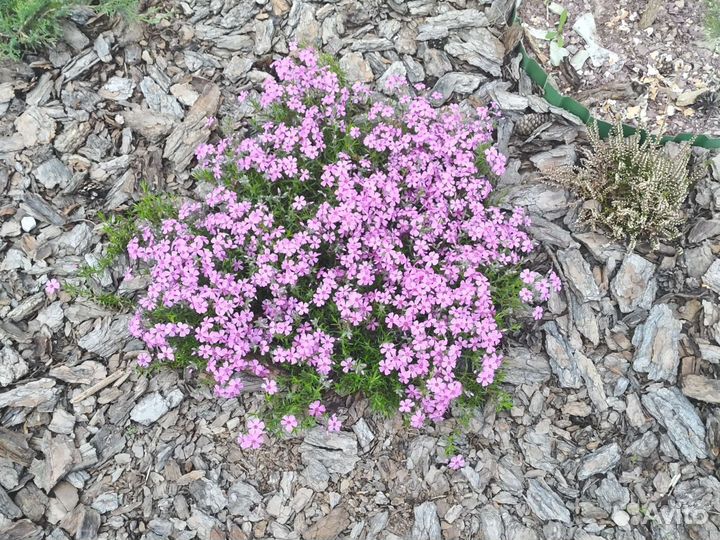 Шиловидный флокс