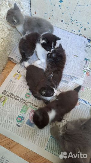 Отдаём котят в добрые ручки