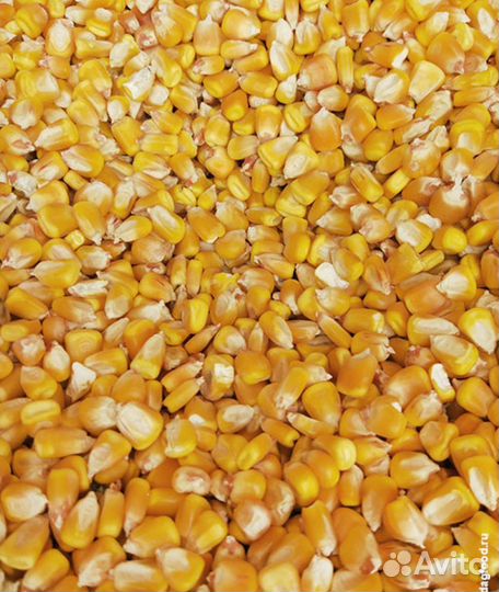 Кукуруза зерно