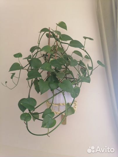 Сциндапсус