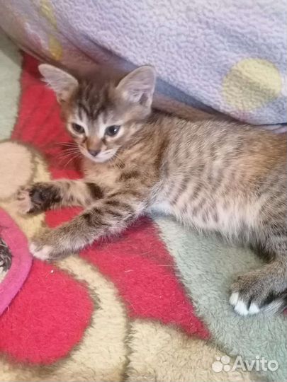 Кошка в дар