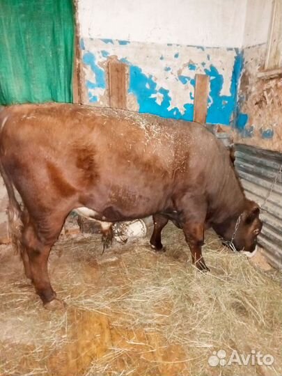 Бык на мясо